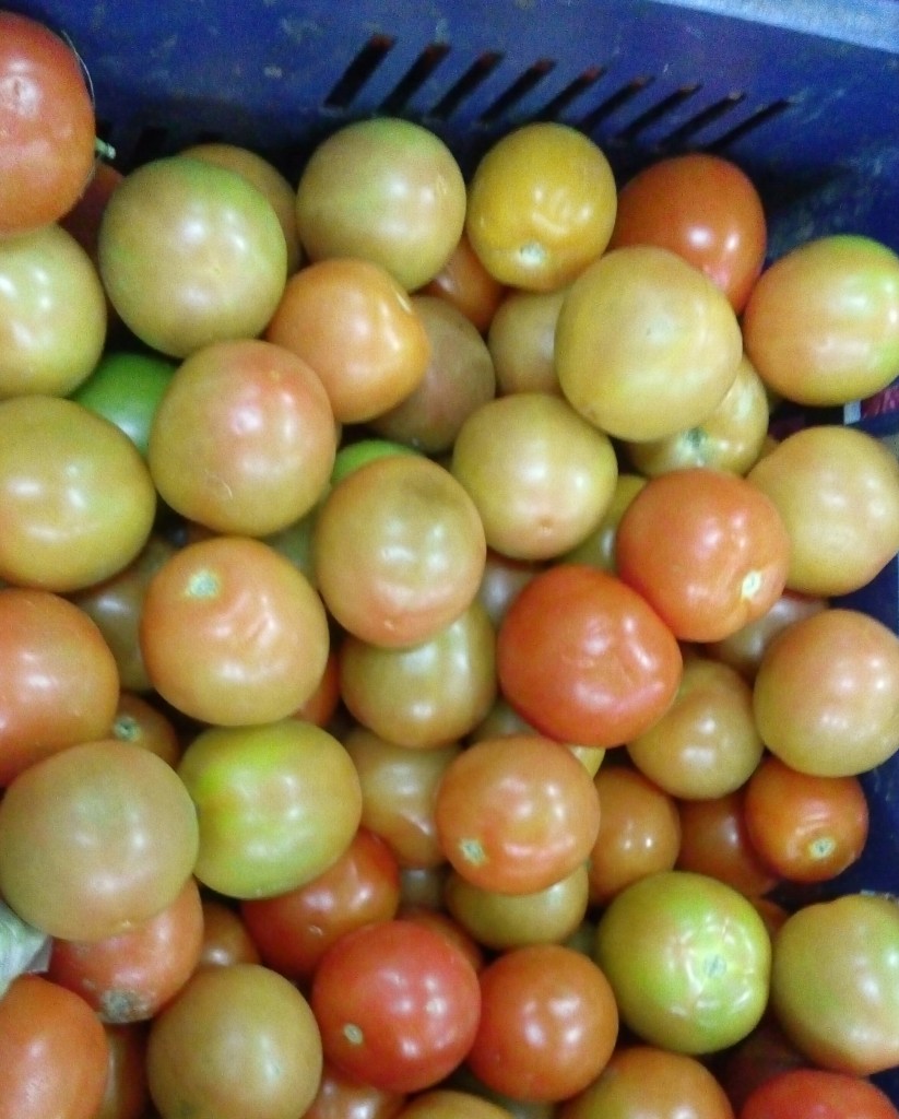 Tomate chonto de segunda