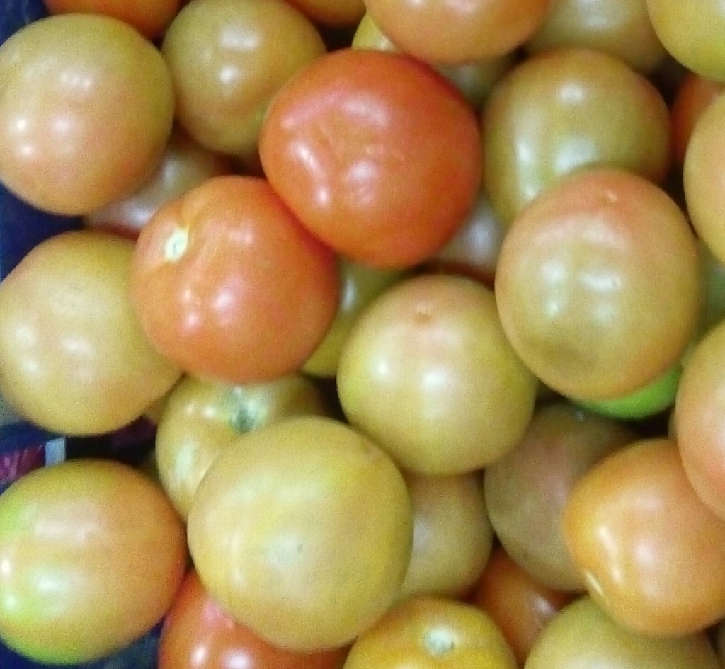 Tomate chonto de segunda