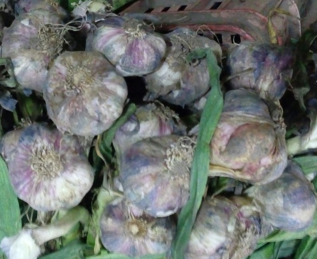 Ajo en rama