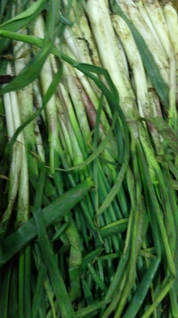 Cebolla larga