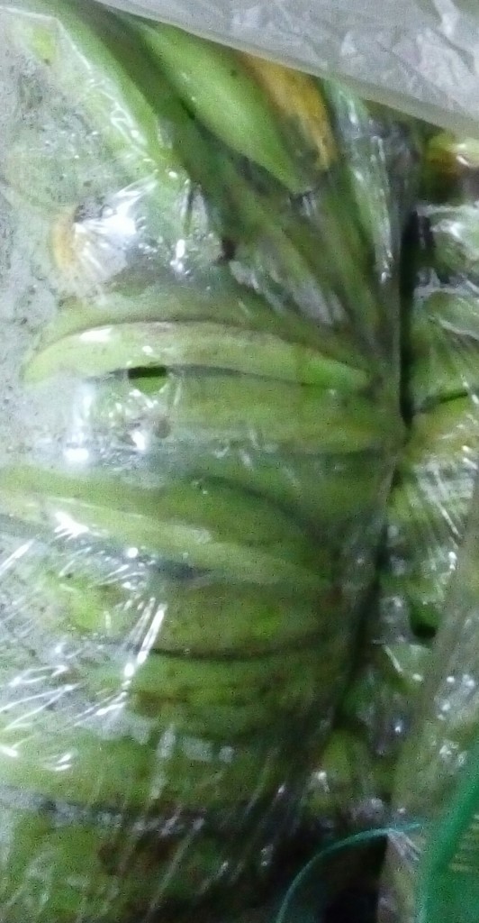 Platano
