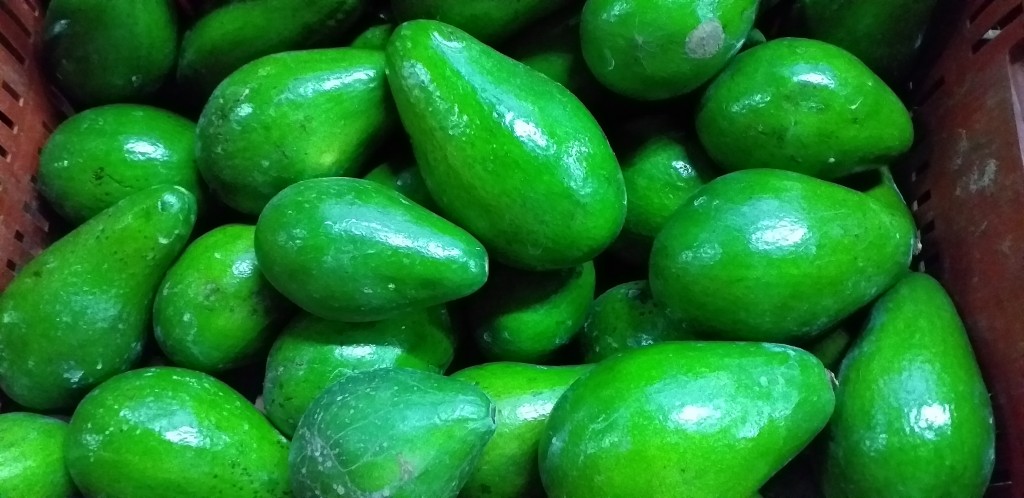 Aguacate santana