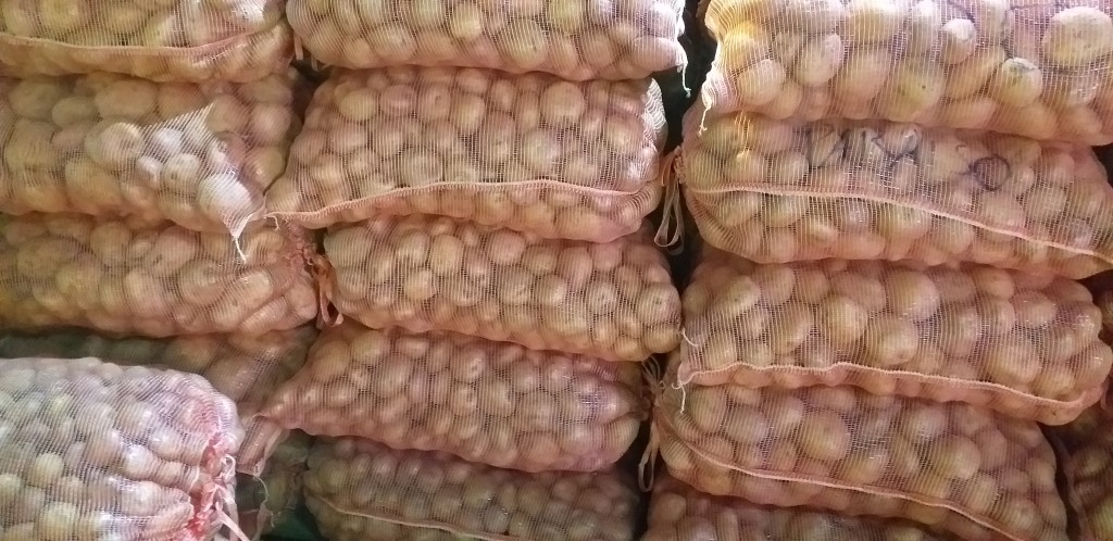 Papa capira gruesa