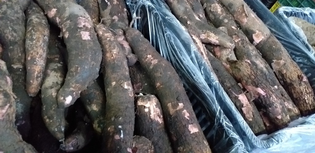 Yuca tierra negra