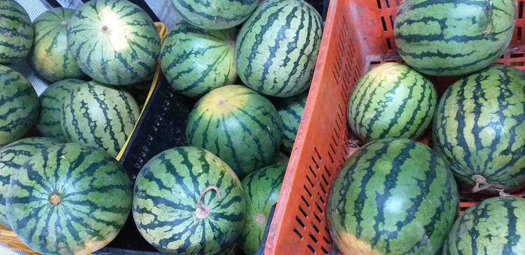 Sandia baby