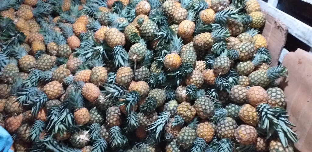 Piña oromiel delgada
