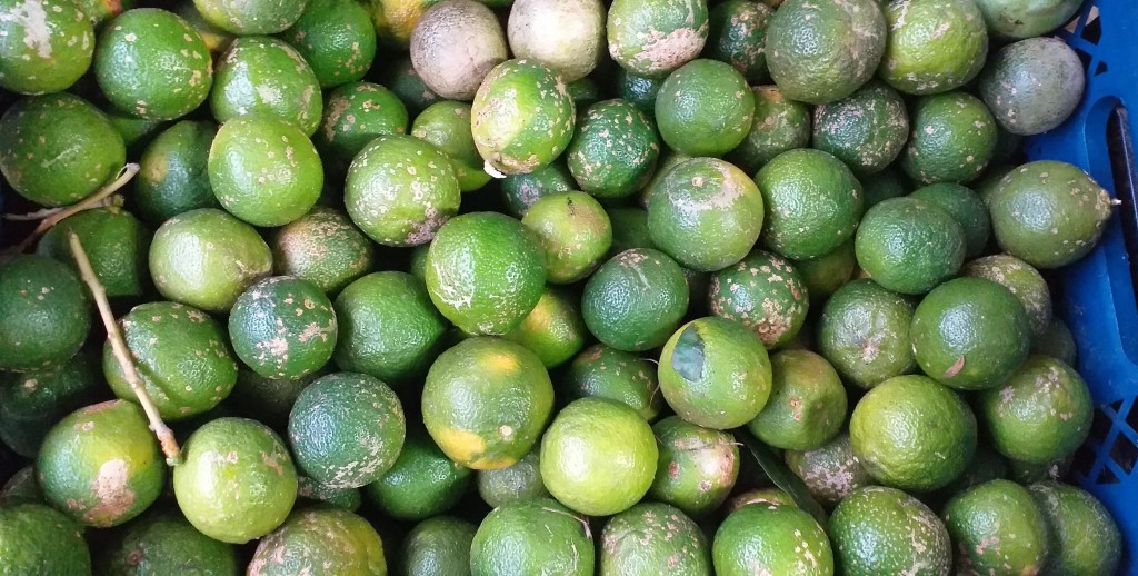 Limon mandarino