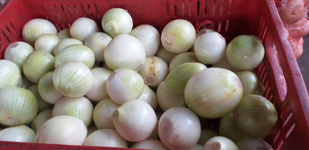 Cebolla blanca pelada
