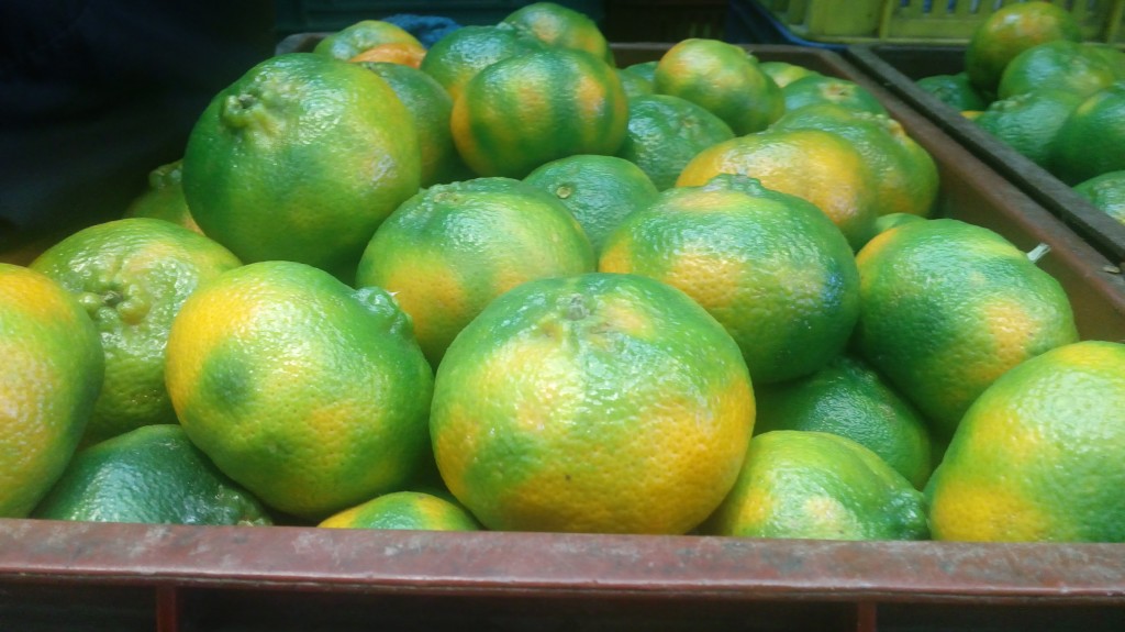 Mandarina arrallana