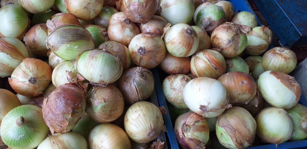 Cebolla de huevo