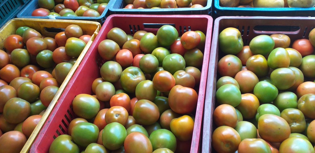 Tomate chonto 1ra
