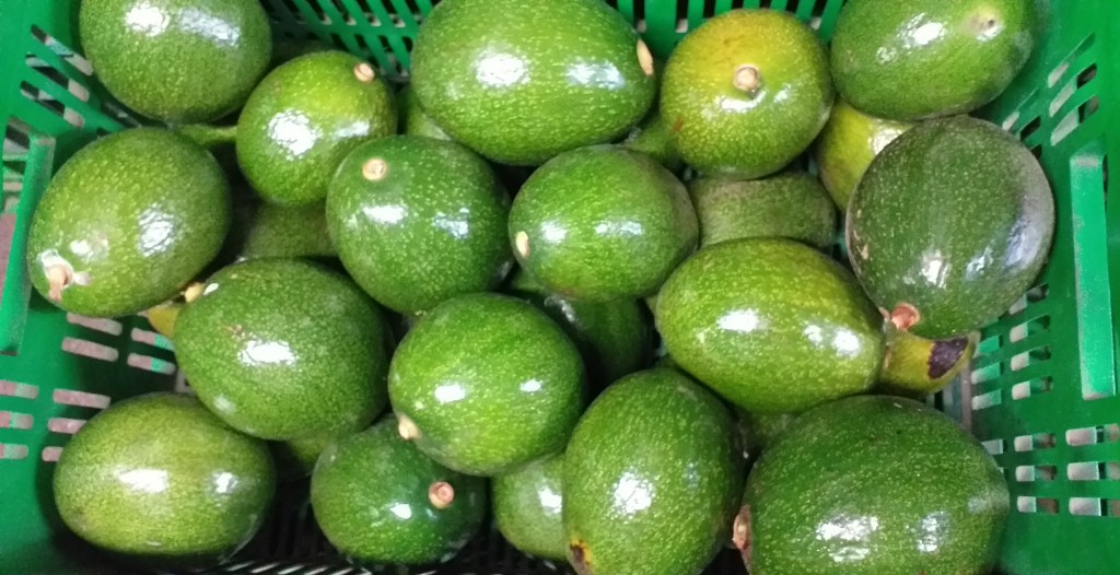 Aguacate choquette
