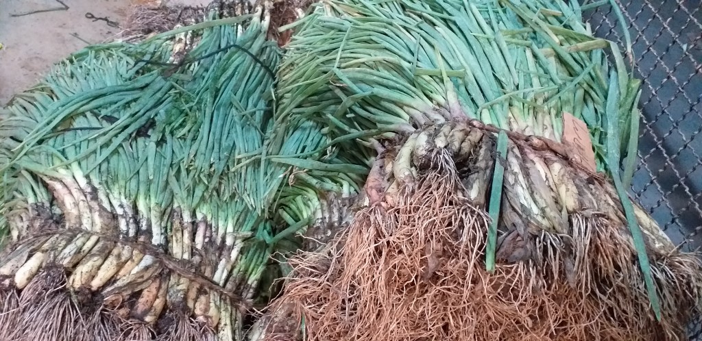 Cebolla de rama