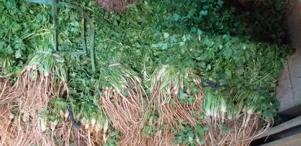 Cilantro