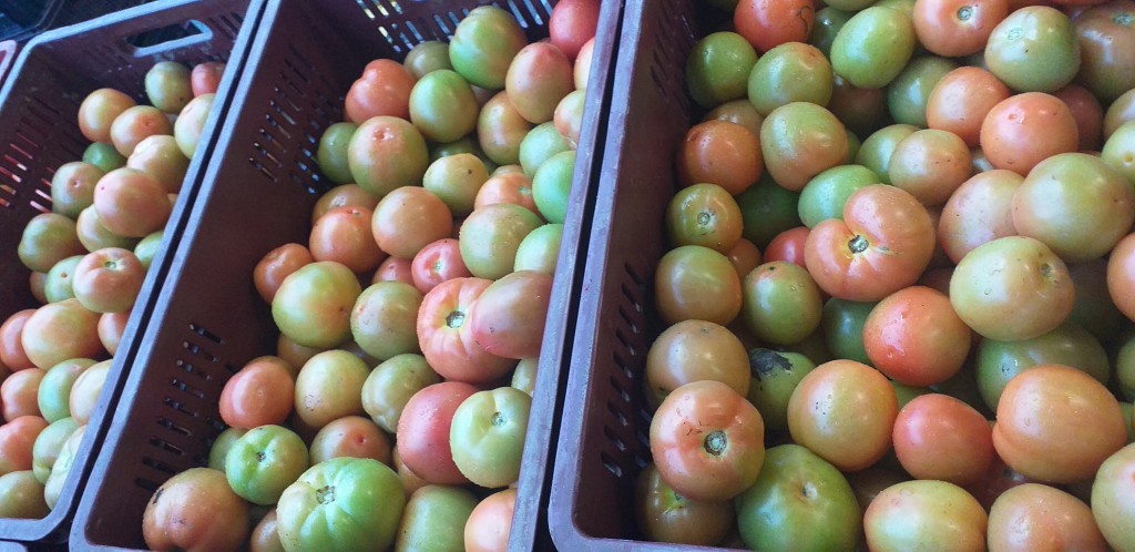 Tomate chonto extra