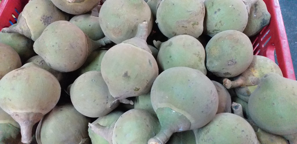 Zapote grueso