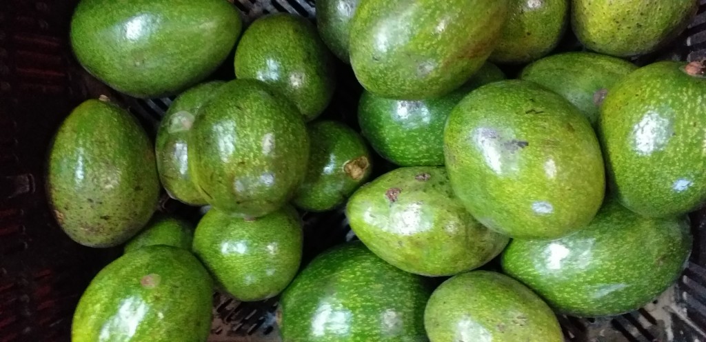 Aguacate choquette