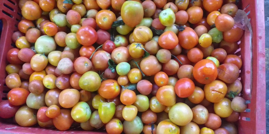 Tomate chonto 3ra