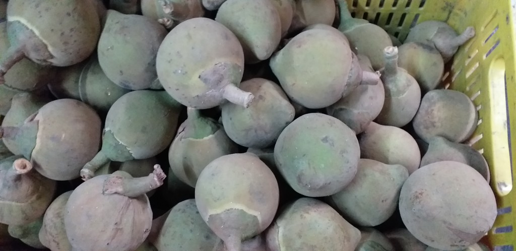 Zapote delgado