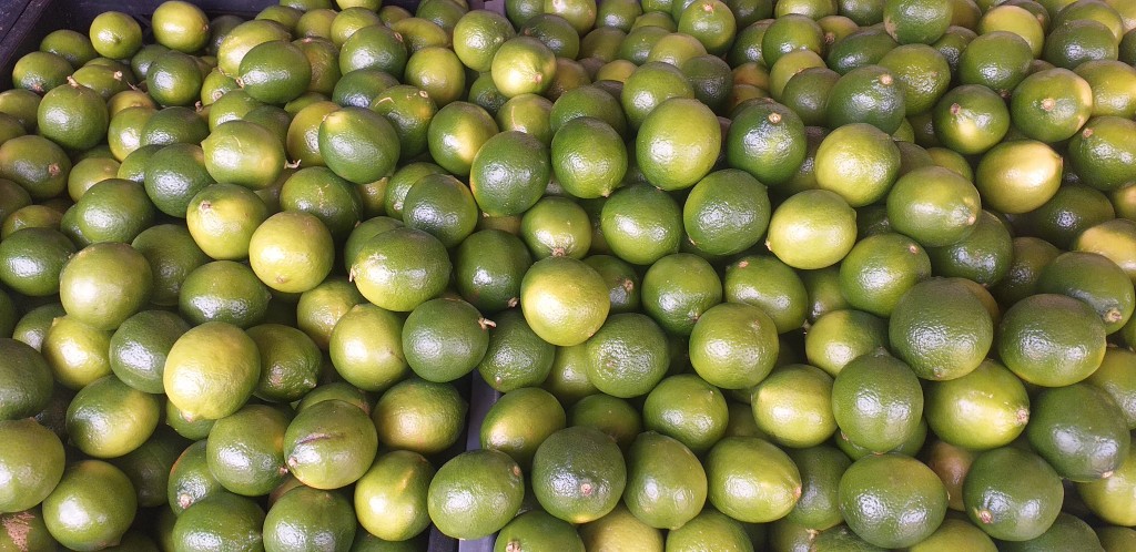 Limon tahiti grueso