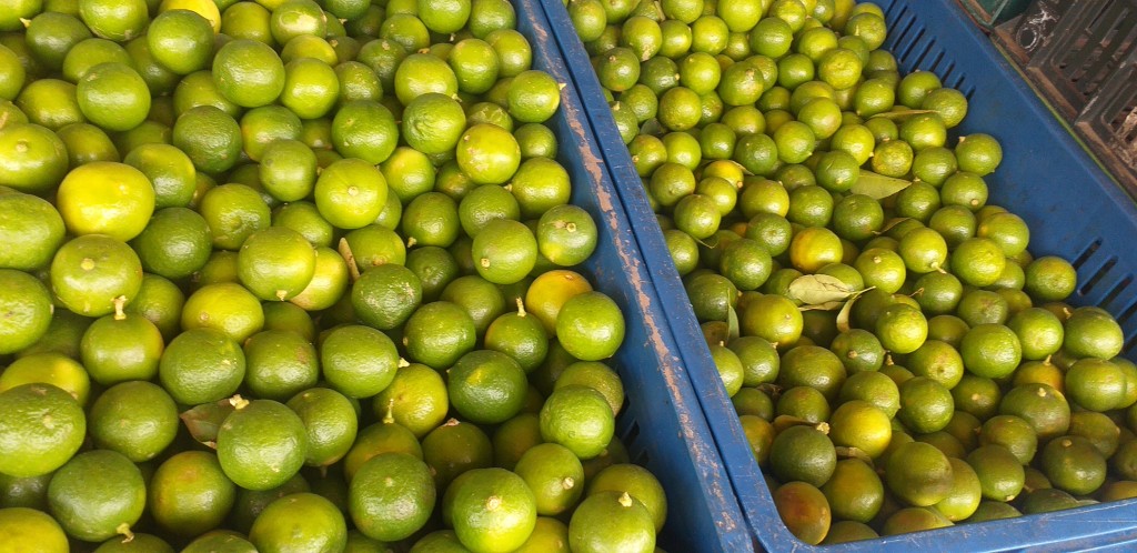 Limon criollo