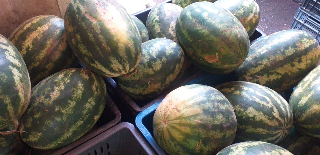 Sandia delgada