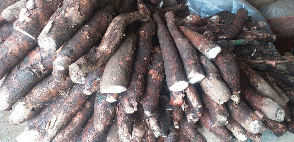 Yuca tierra negra