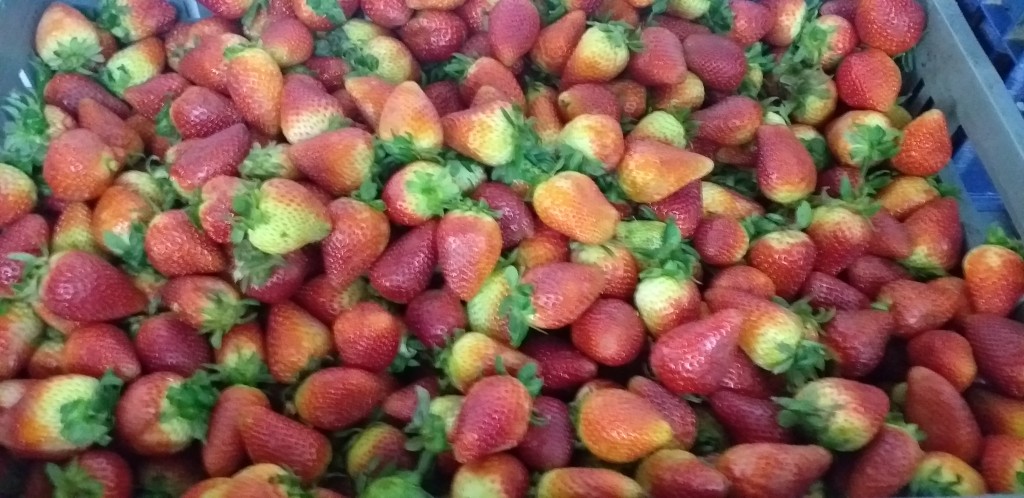 Fresa jumbo