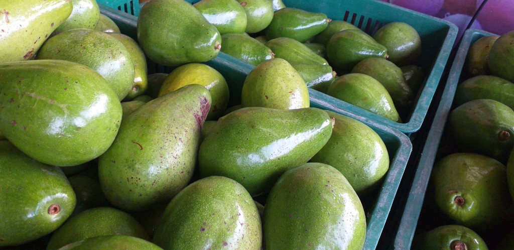 Aguacate papelillo