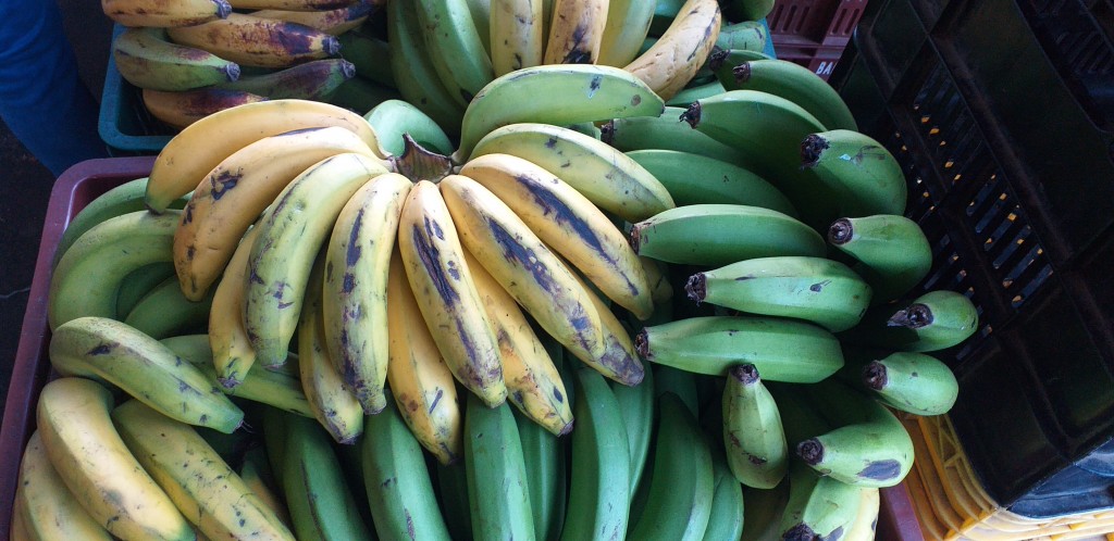 Banano criollo