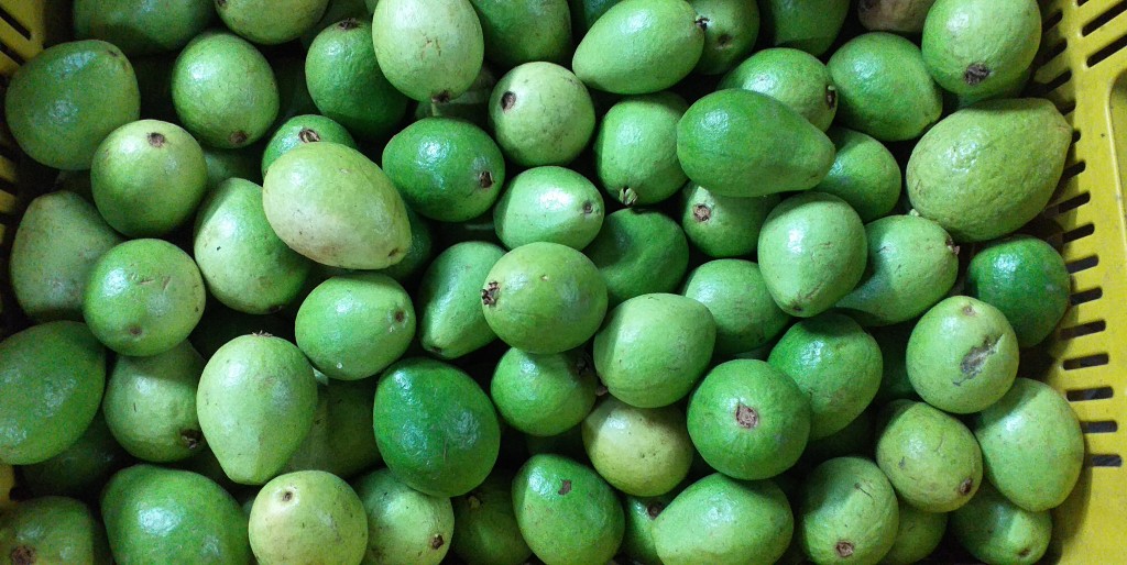 Guayaba pera