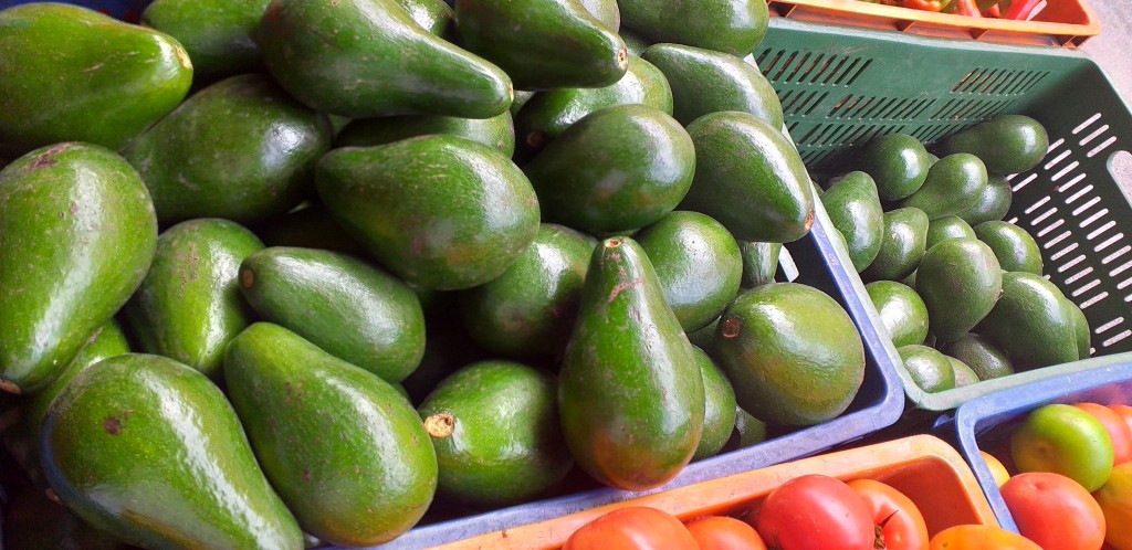 Aguacate santana