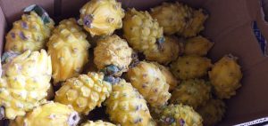 Pitahaya nacional