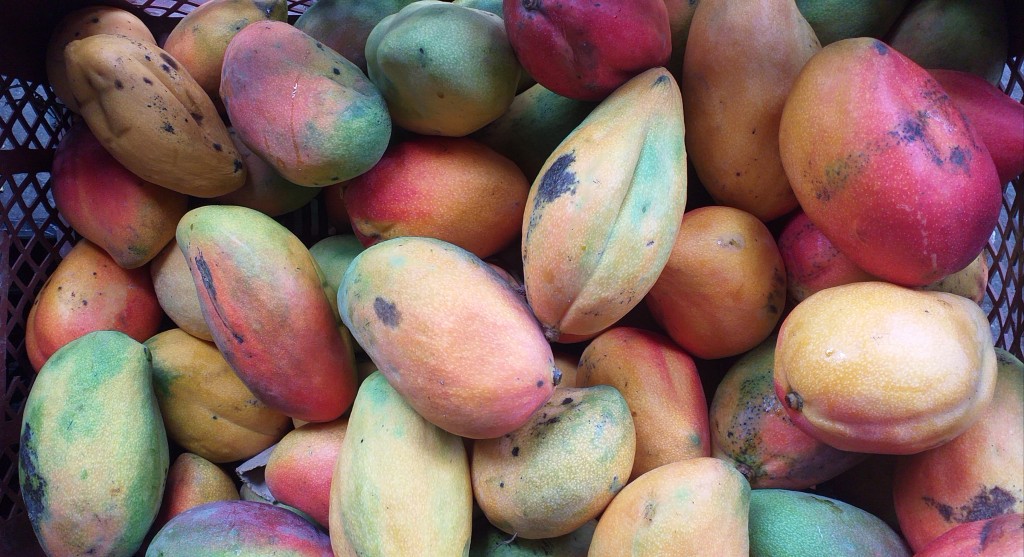 Mango yulima