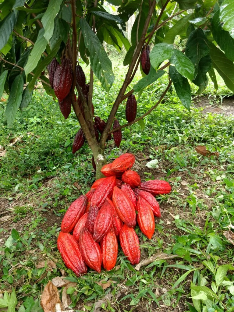 Cacao