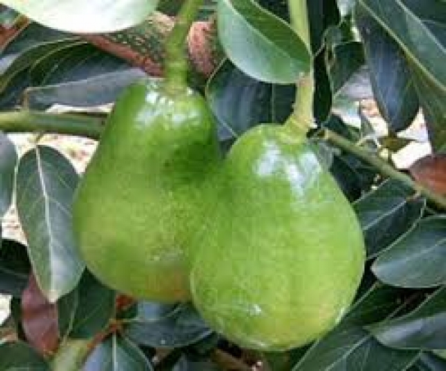 Aguacate Lorena