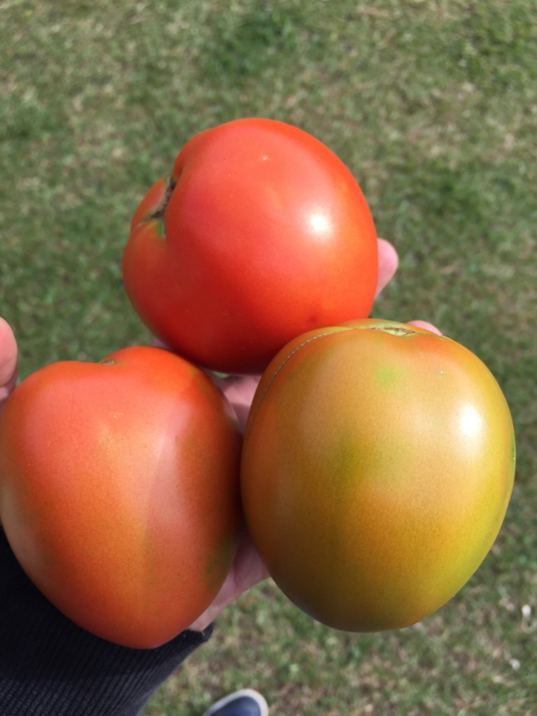 Tomate chonto