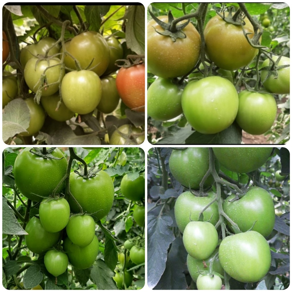 Tomate chonto