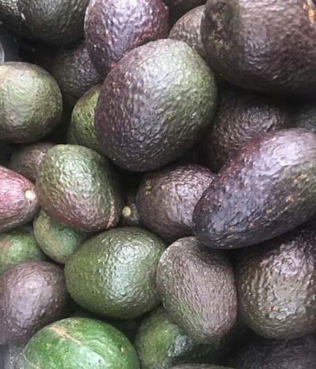 Aguacate Hass