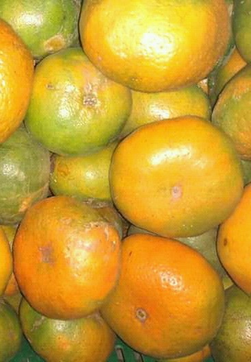 Mandarina lisa