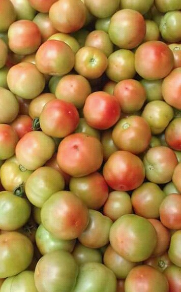 Tomate larga vida de cuarta
