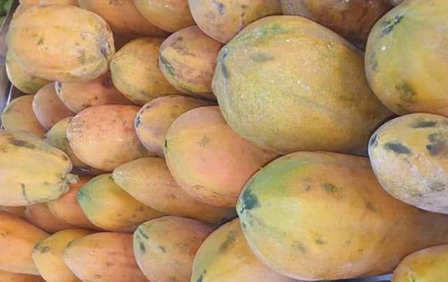 Papaya