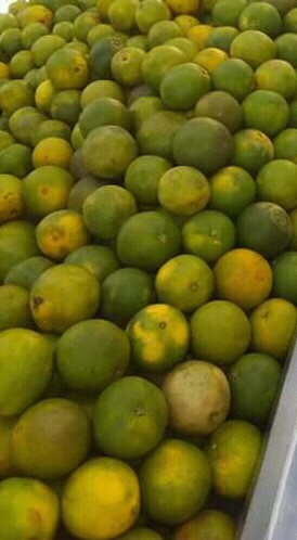 Naranja comun