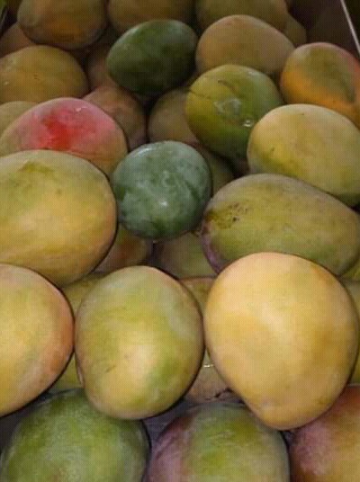 Mango yulima