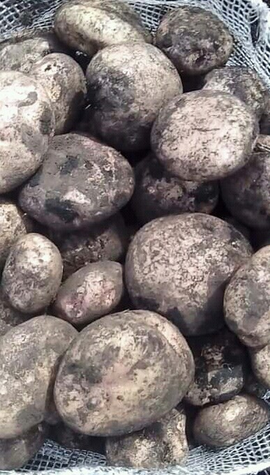 Papa pastusa