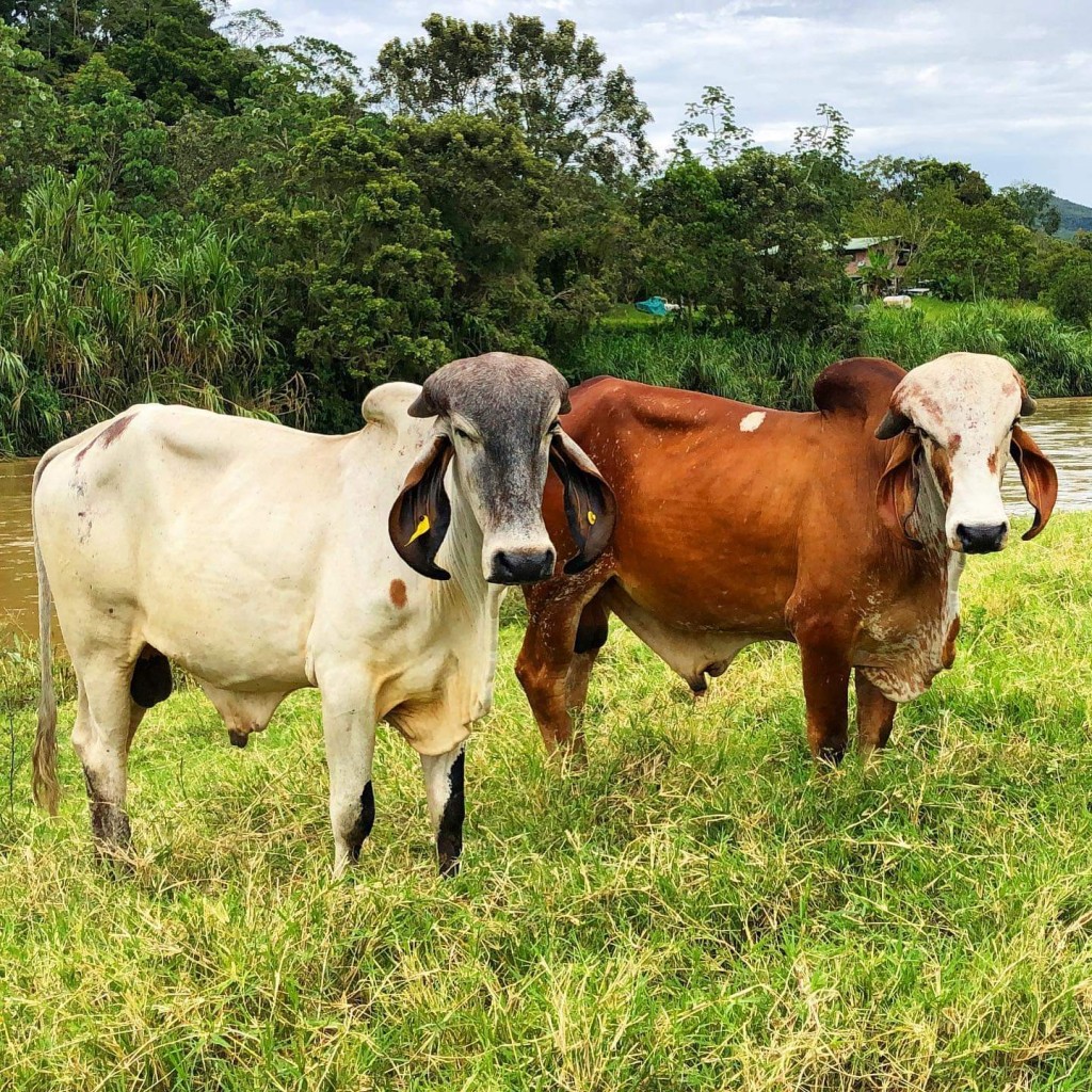 Toretes lecheros Gyr con Genealogía