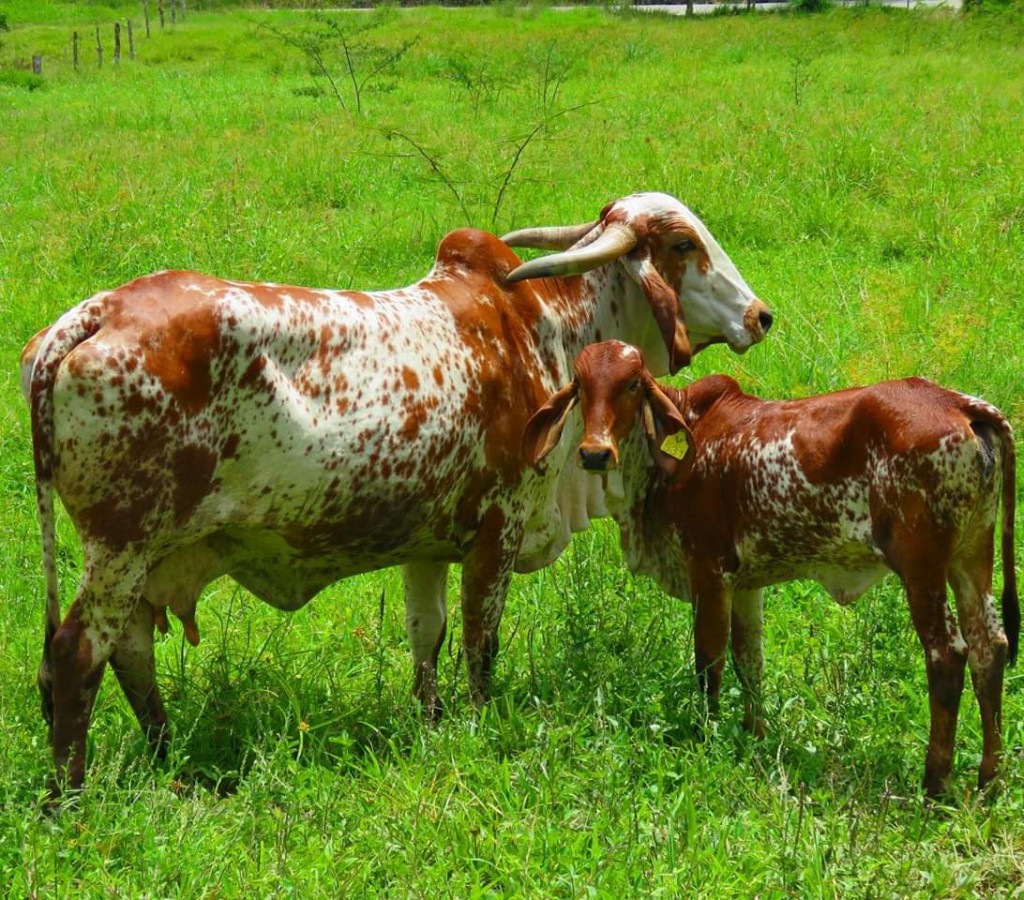 Espectacular Vaca Gyr +cria Hembra