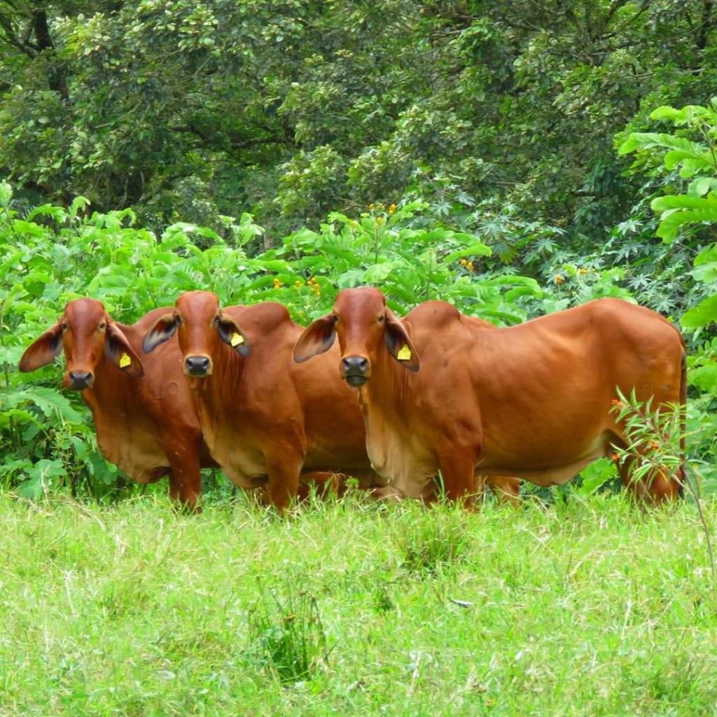 Hembras Brahman Rojo Puras con Registro