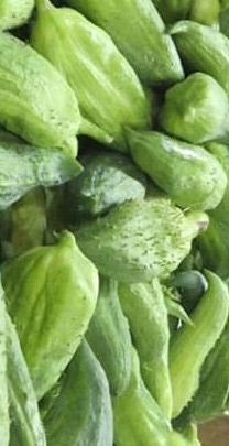 Pepino de guiso