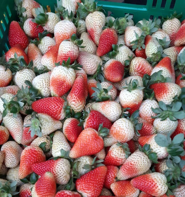 Fresas de segunda